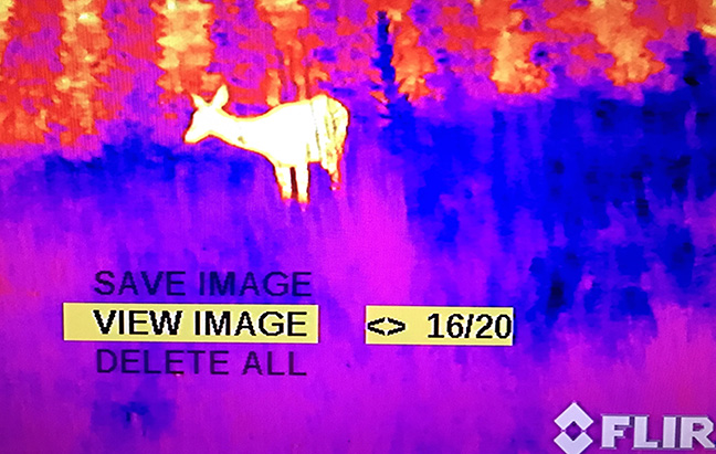 whitetail doe at approximately 80 yards, as viewed in the FLIR Zeus Pro’s “Ironbow” color palette