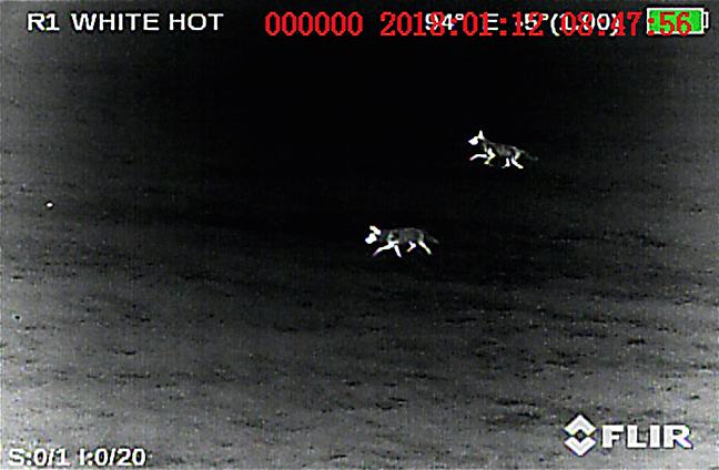 A pair of coyotes visible using the Armasight by FLIR Zeus Pro set to the “White Hot” palette