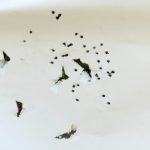 HOles made in paper after shooting 4 shot shells