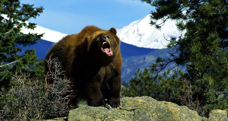Grizzly bear on a mountain top growling
