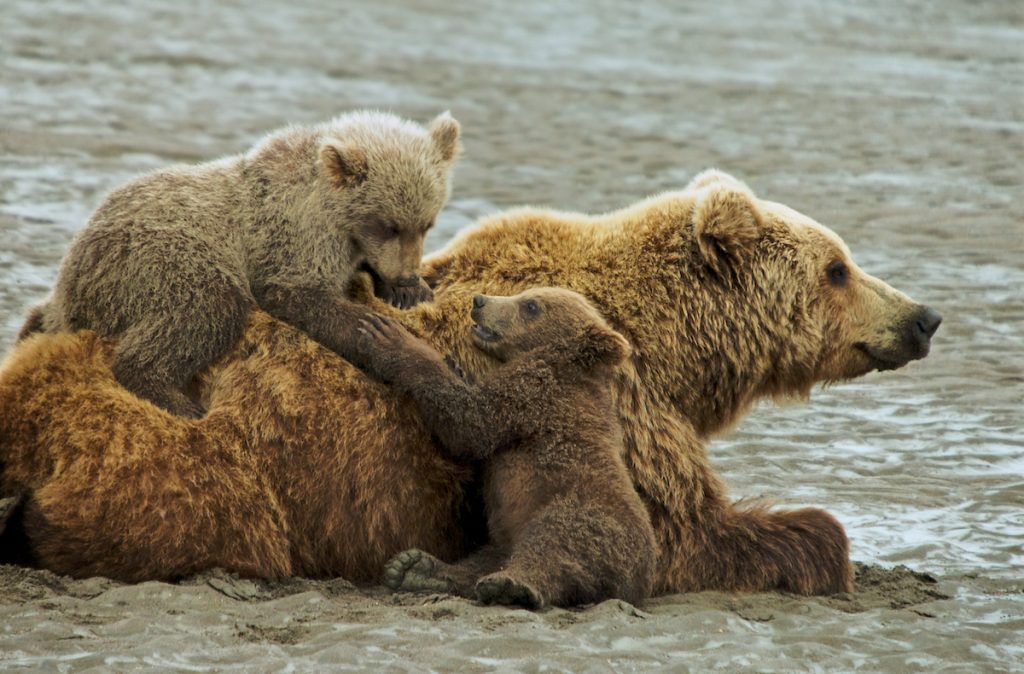 Sow grizzly bear with cubs climbing on her