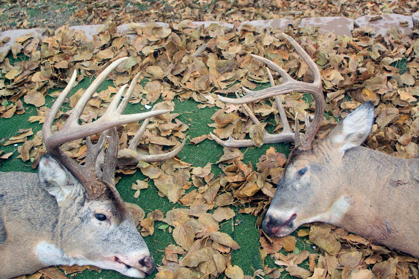 two whitetail buck deer