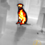 Thermal image of a sitting dog