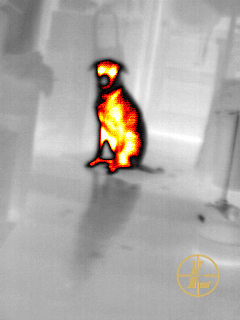 Thermal image of a sitting dog