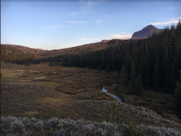 Dense timber valley in Montana