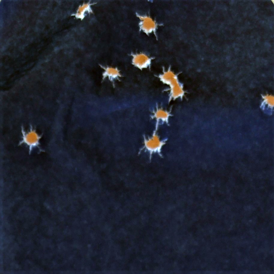 bullet holes in silhouette target