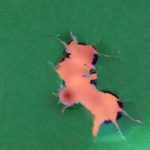 Four bullets holes combined into one ragged hole to show accuracy