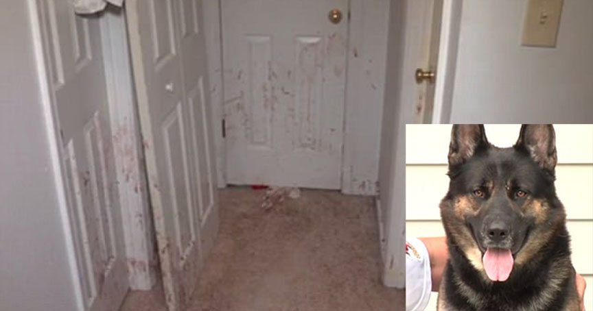 Blood spattered door and wall with inset image of a German Sheppard