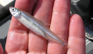 protect fish over possible wildfires